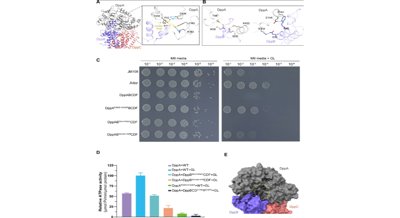 How Bacteria Take Up Dipeptides: New Structural Insights