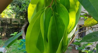 Unlocking the Cancer-Fighting Power of Bay Leaf Oil