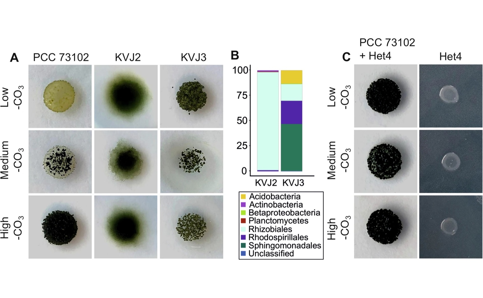 Competition and Cooperation Between Algae and Bacteria When Carbon is Low