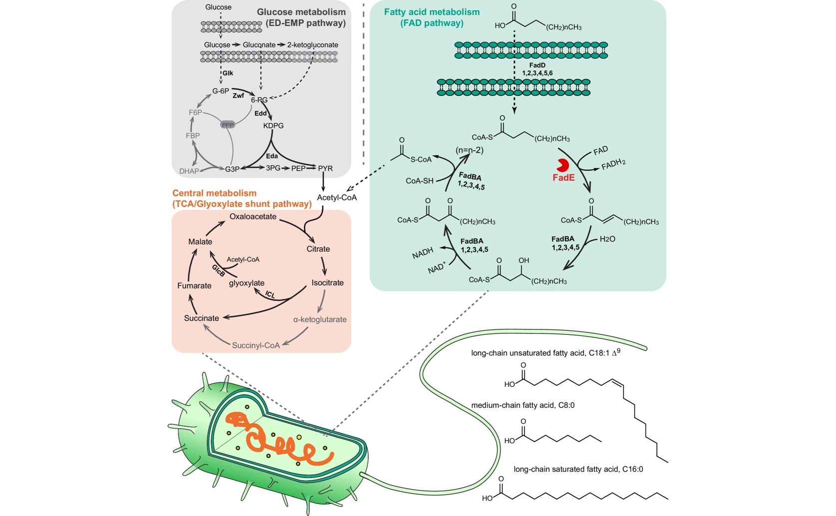 Bacterial Enzymes and Structure-Guided Changes to Their Processing Preferences