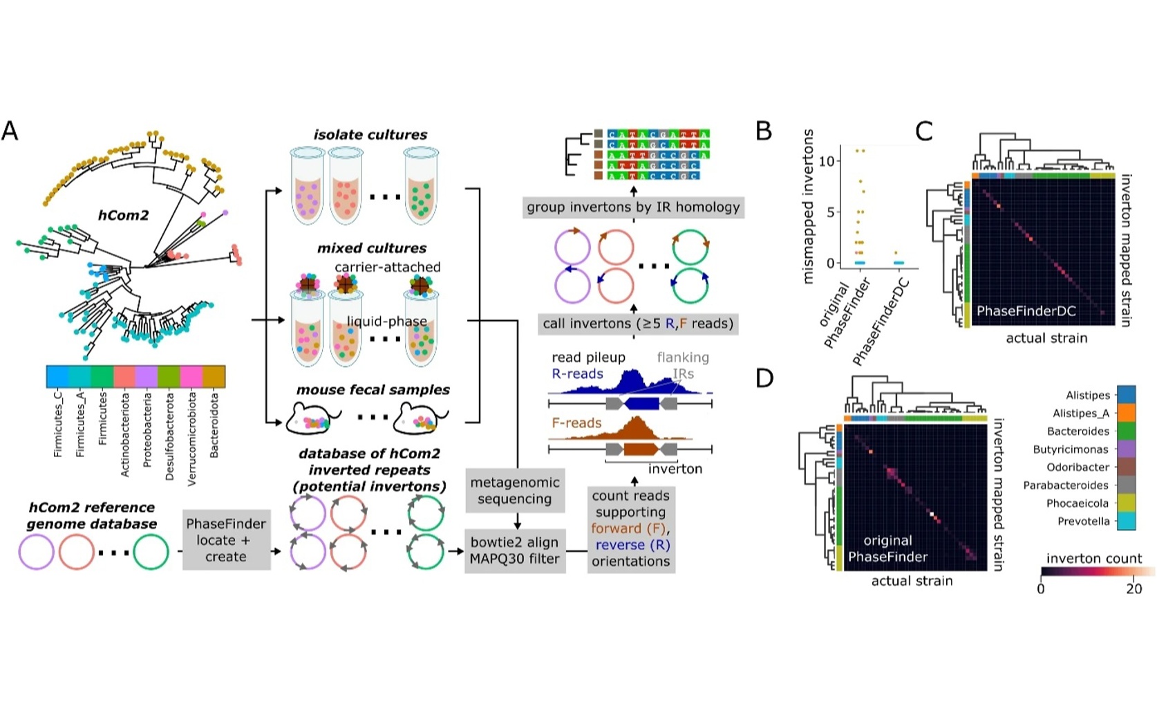 How Gut Bacteria Genes Help Them Live and Stick in the Intestine