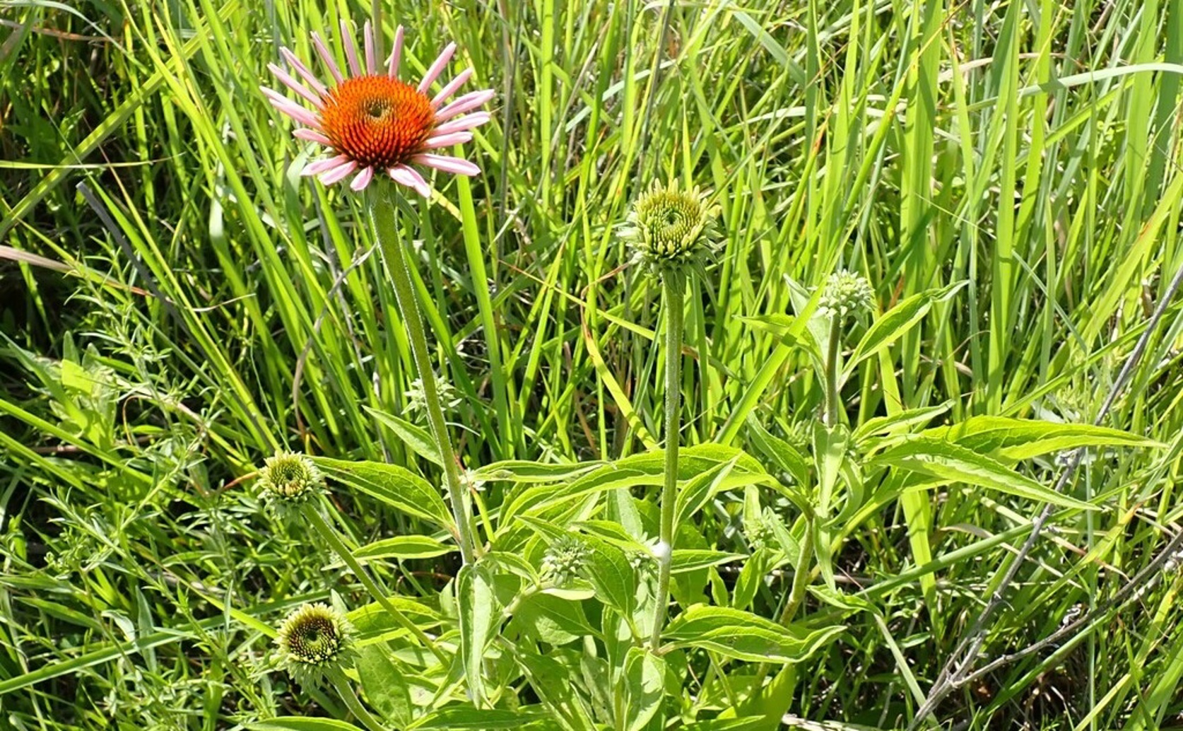 How Growth and Daylight Affect Antioxidant Levels in Coneflower