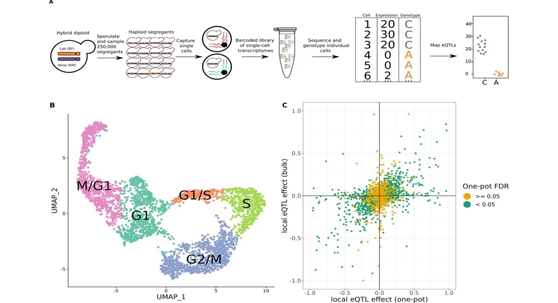 Gene Mapping Reveals Growth and Reproduction Tradeoff