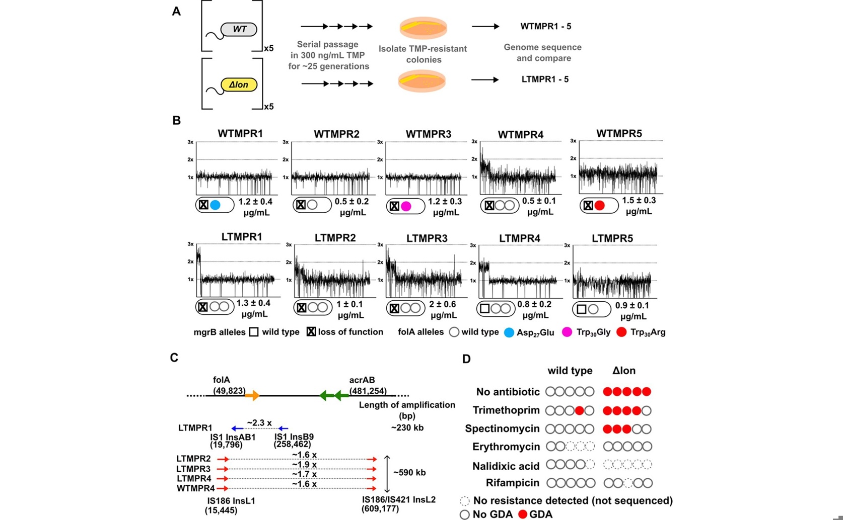 Protein Balance Influences Gene Changes in Bacteria Resistant to Antibiotics