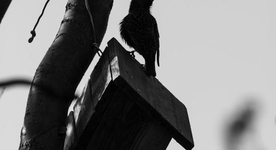 AI Uncovers Ecological Insights from 3D Bird Bill Shapes