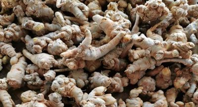 Exploring How PN-1 Bacteria Can Protect Ginseng Roots from Rot