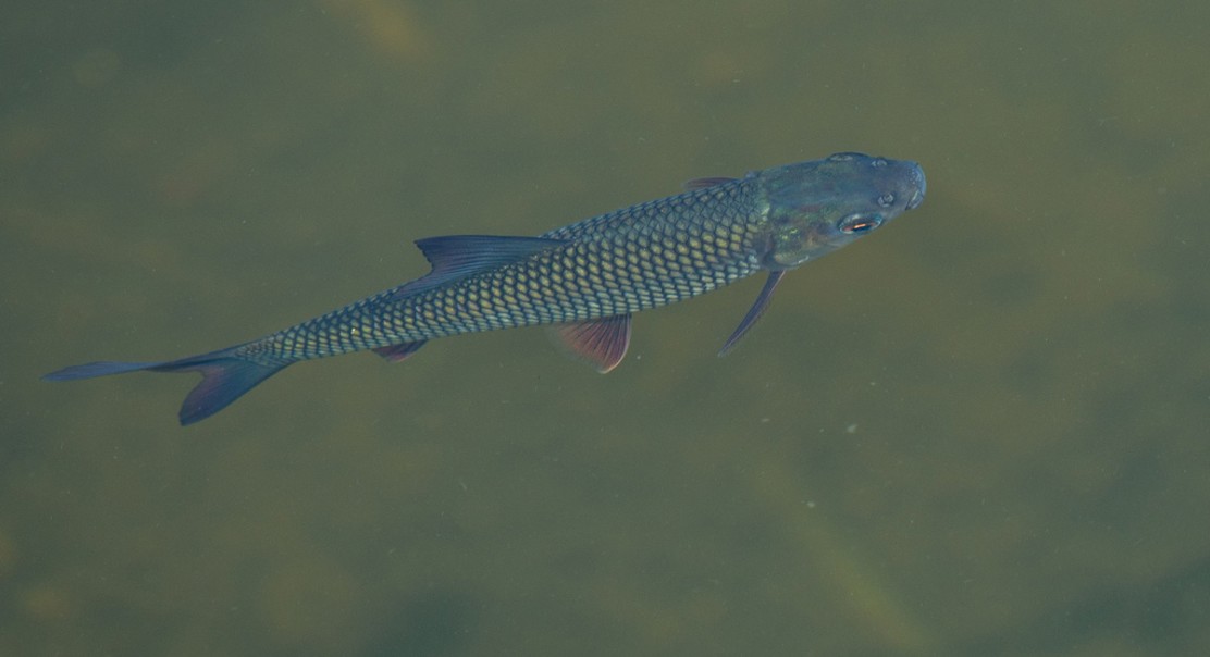 Zinc Supplements Boost Fish Growth, Health, Zinc Levels, and Enzyme Activity
