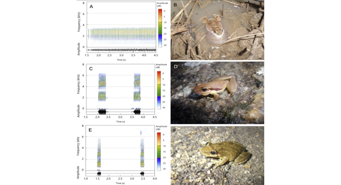 Wind Farm Noise Disrupts Communication in Dry Forests