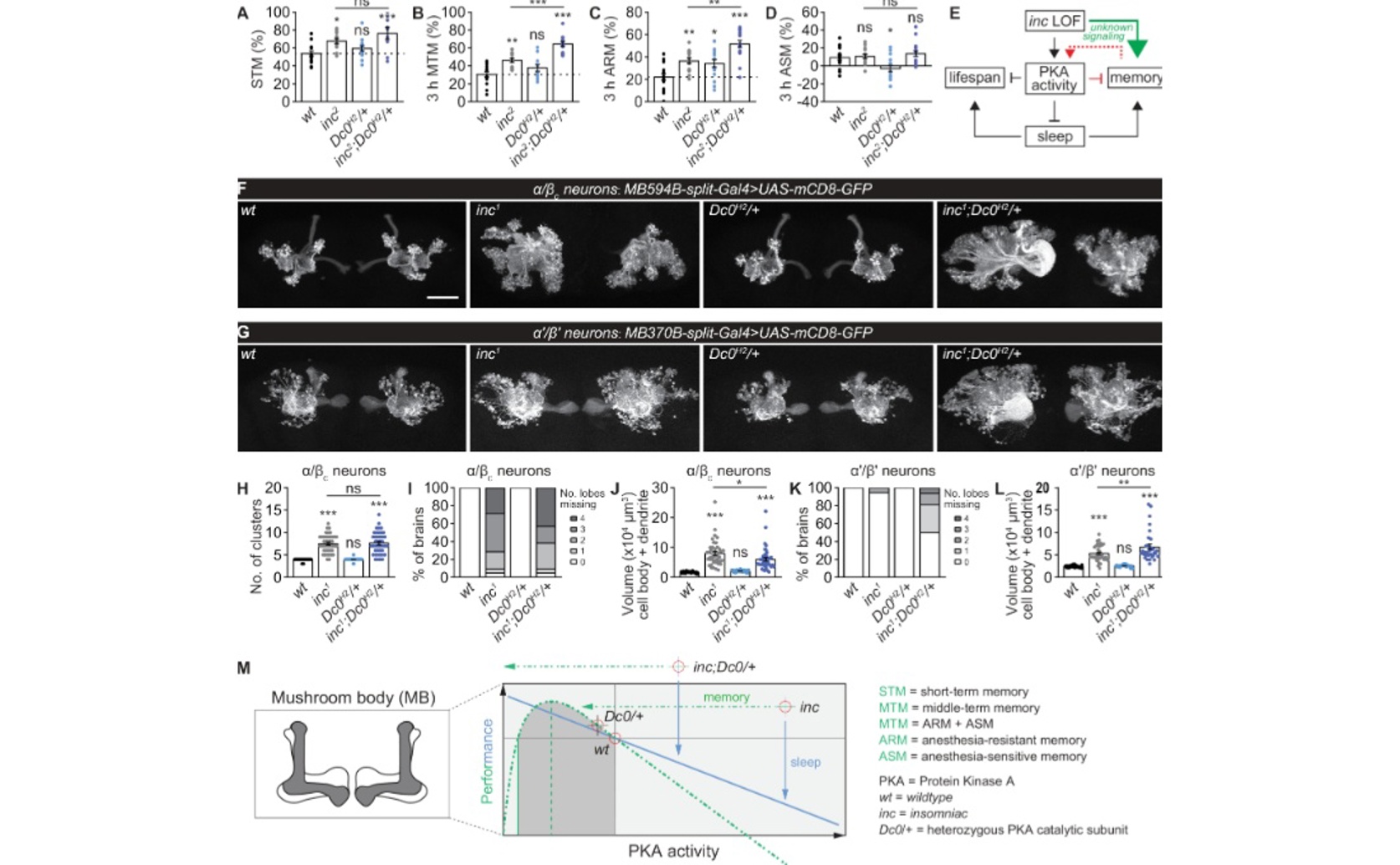 Improved Memory Despite Severe Sleep Loss in Sleepless Models