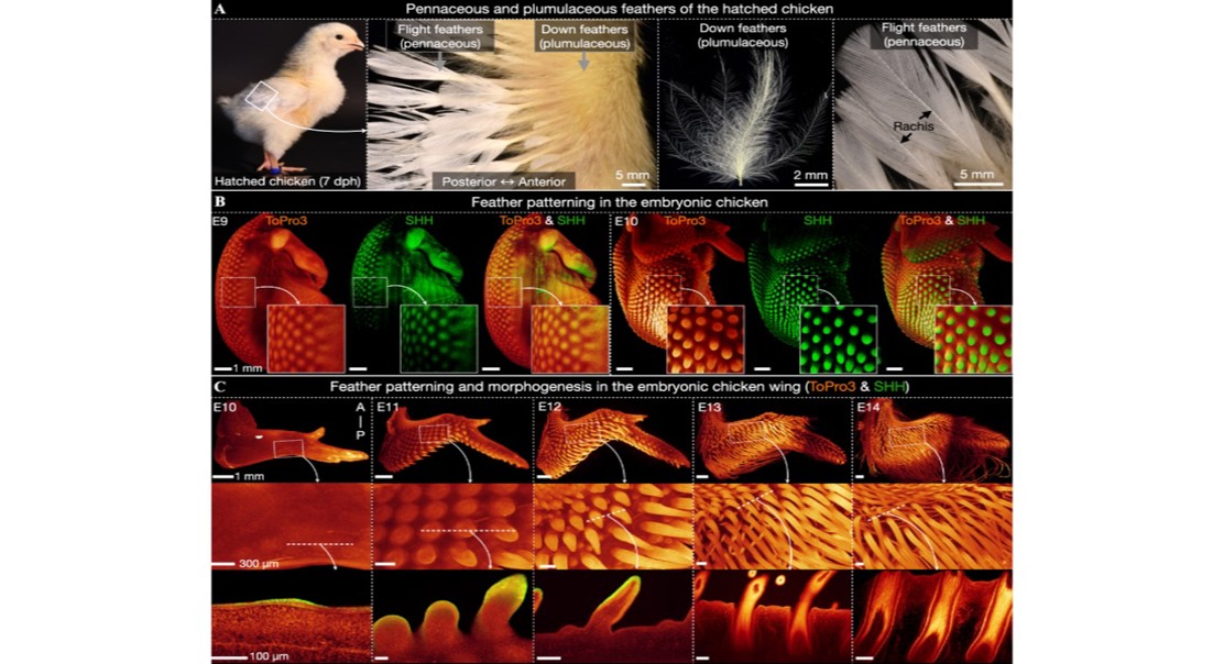 Blocking a Key Process Temporarily Creates Ancient Feather-Like Structures