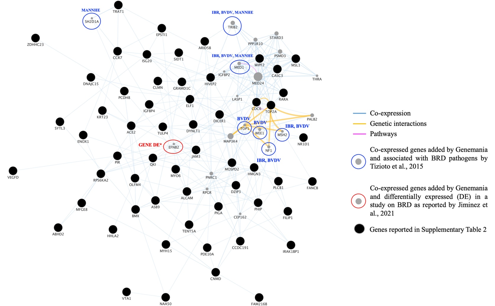 Genetic Factors in Lung Disease Resistance of Young Dairy Calves