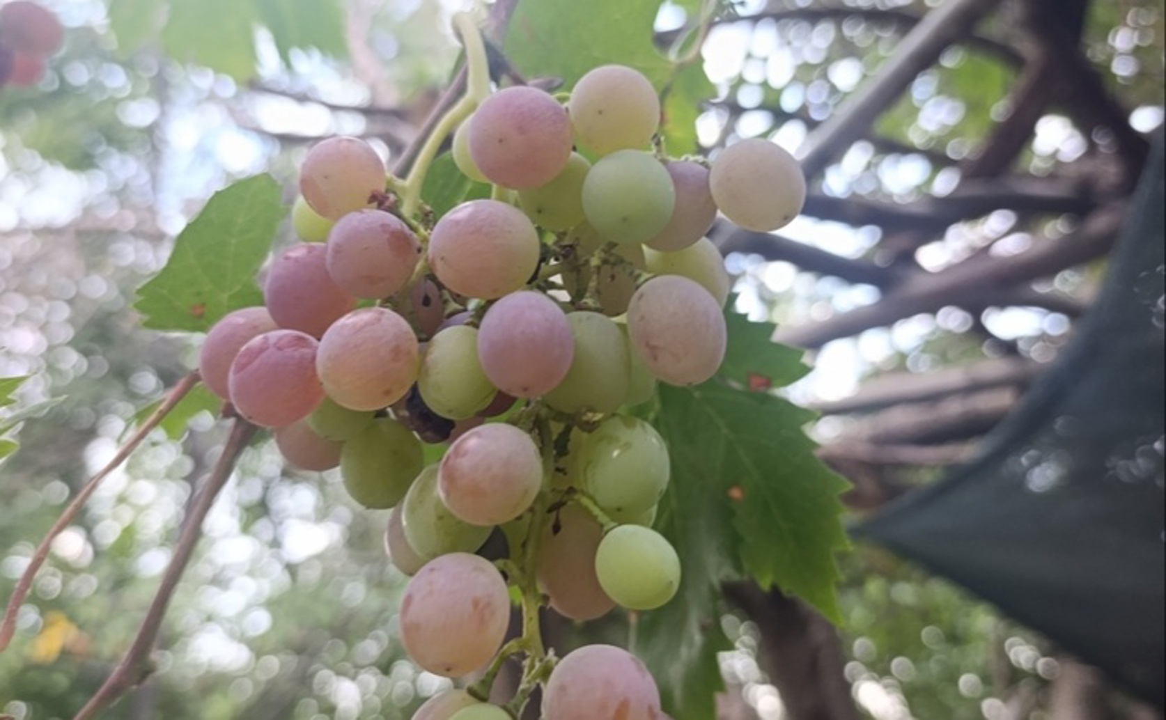 Choosing Plants for Between Vine Rows Needs Local Conditions