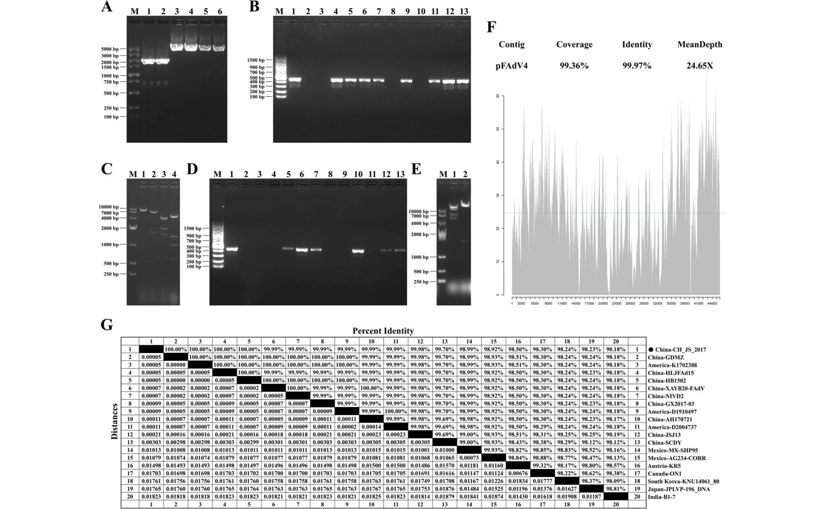Weakened Adenovirus Vector Created Using Genetic Engineering Techniques