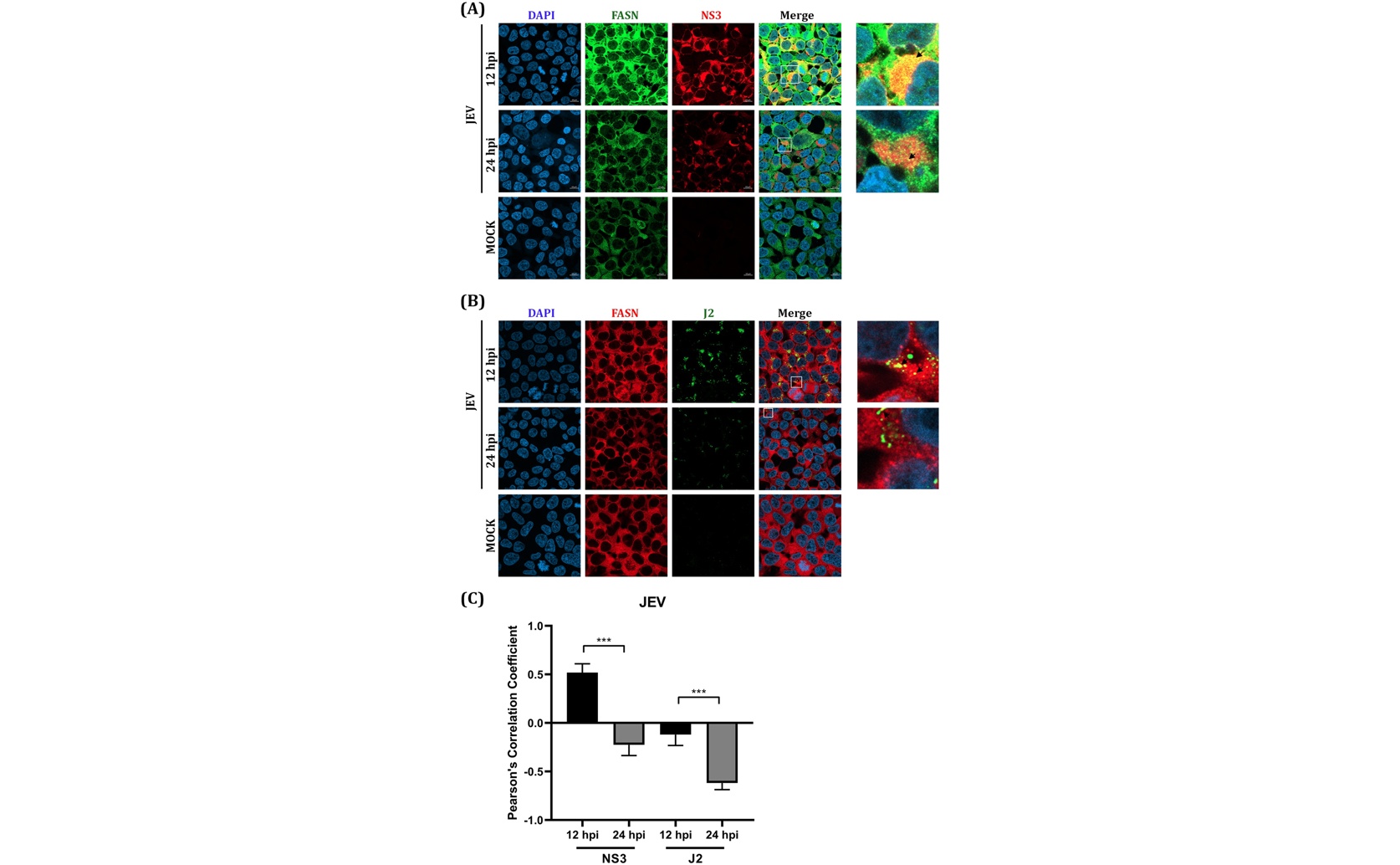 How Viral Proteins 3 and 5 Interact with Human Fat-Making Enzyme