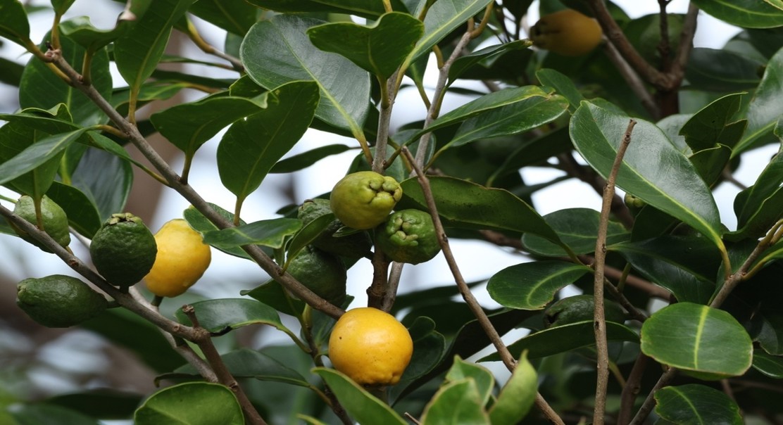 Strawberry Guava Compounds Modulate Human Pain Channels