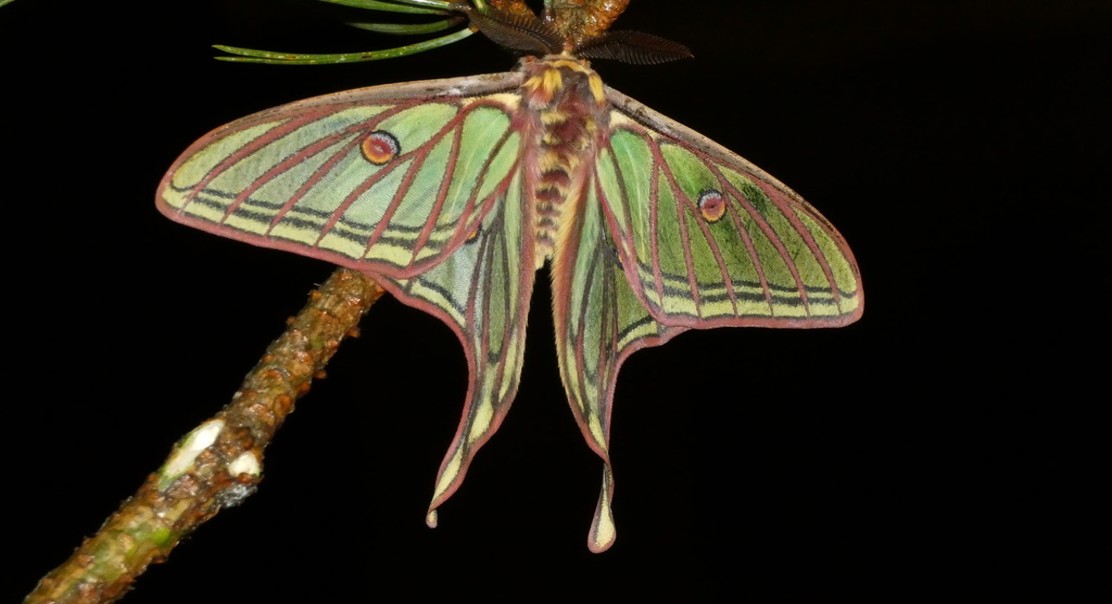 DNA Study Confirms Spanish Moon Moth's Official Name