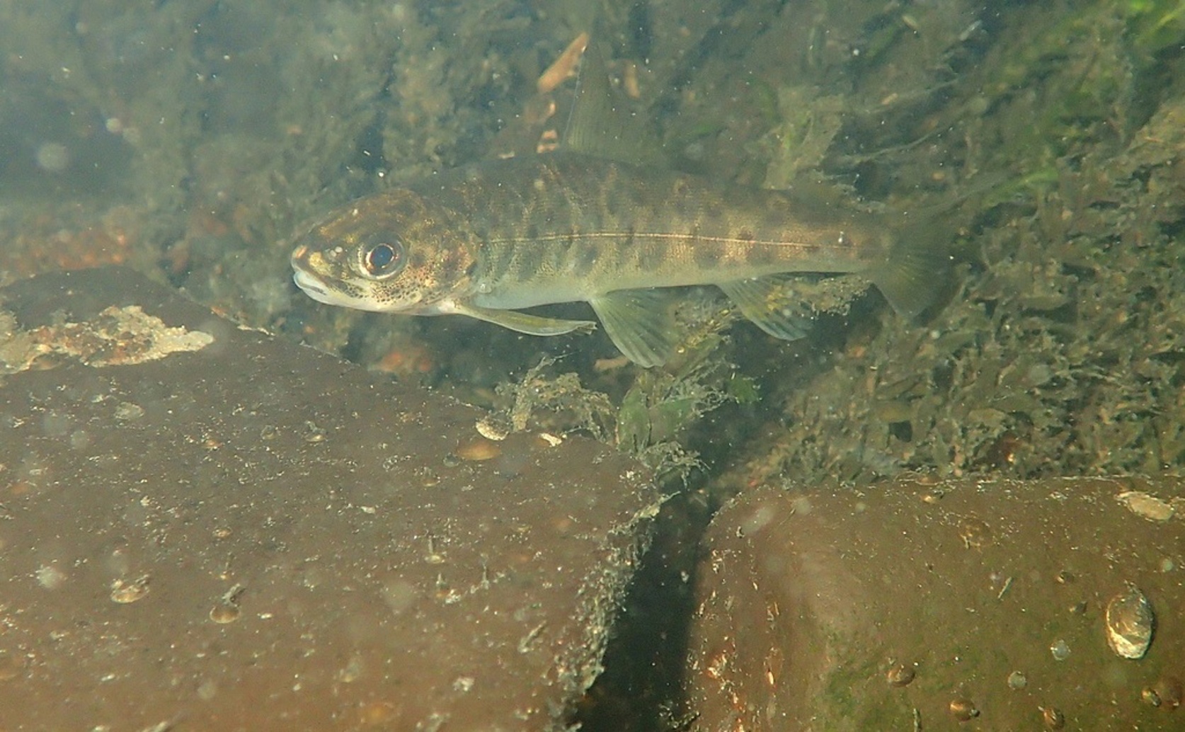 Using Genetic Tools to Understand and Boost Heat Tolerance in Farmed Salmon