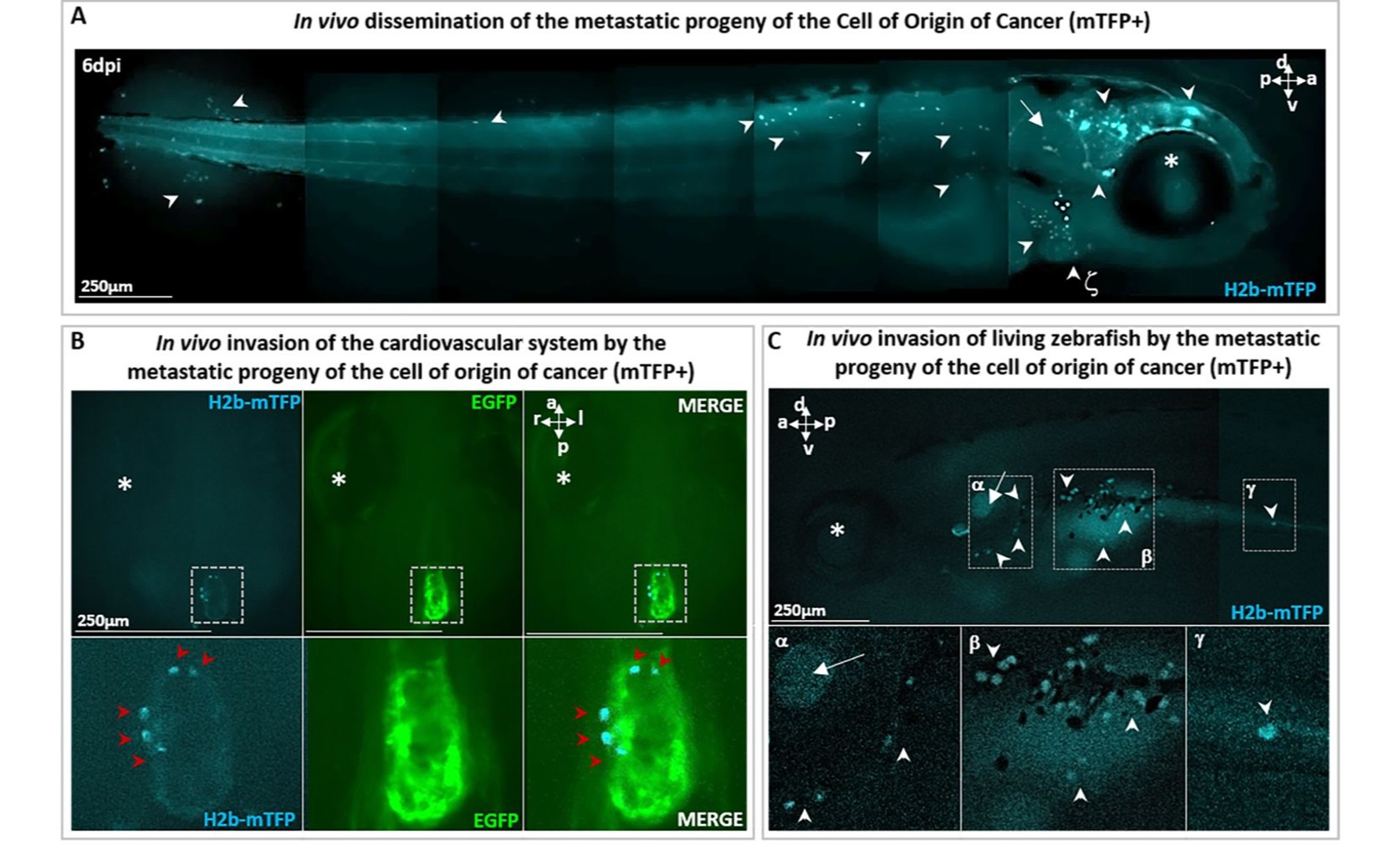 Controlled Cancer Transformation in Single Cells Within Living Organisms