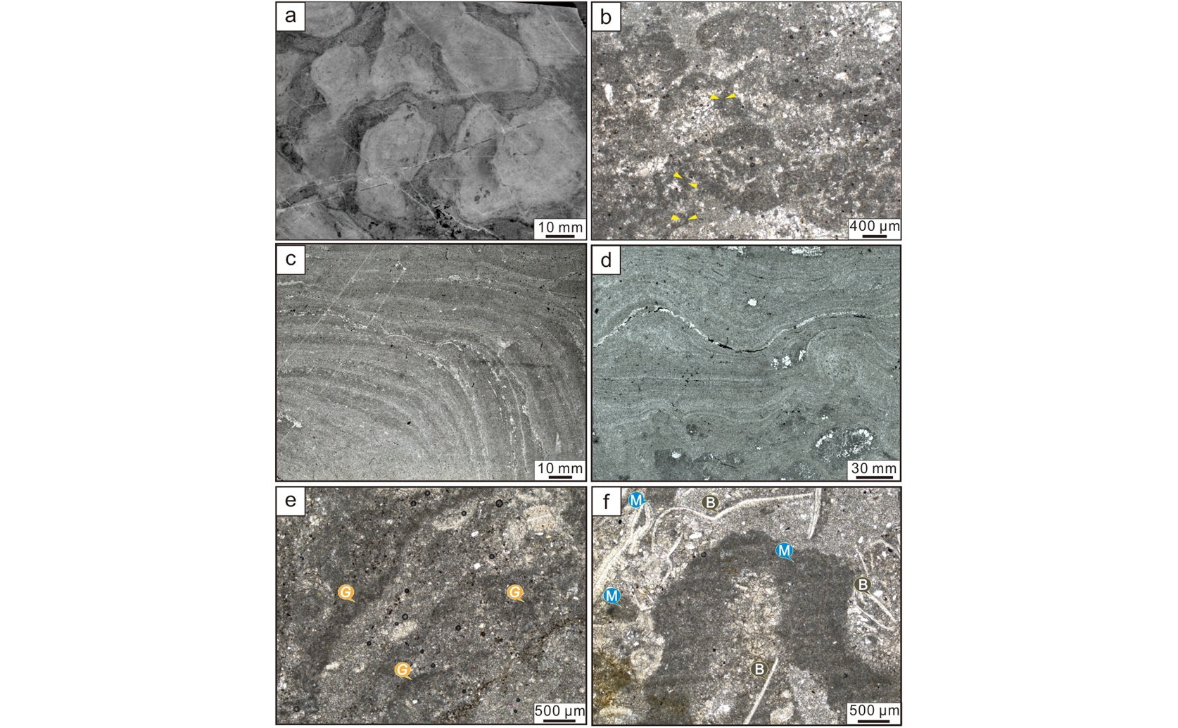 Shapes and Environments of Ancient Microbial Structures