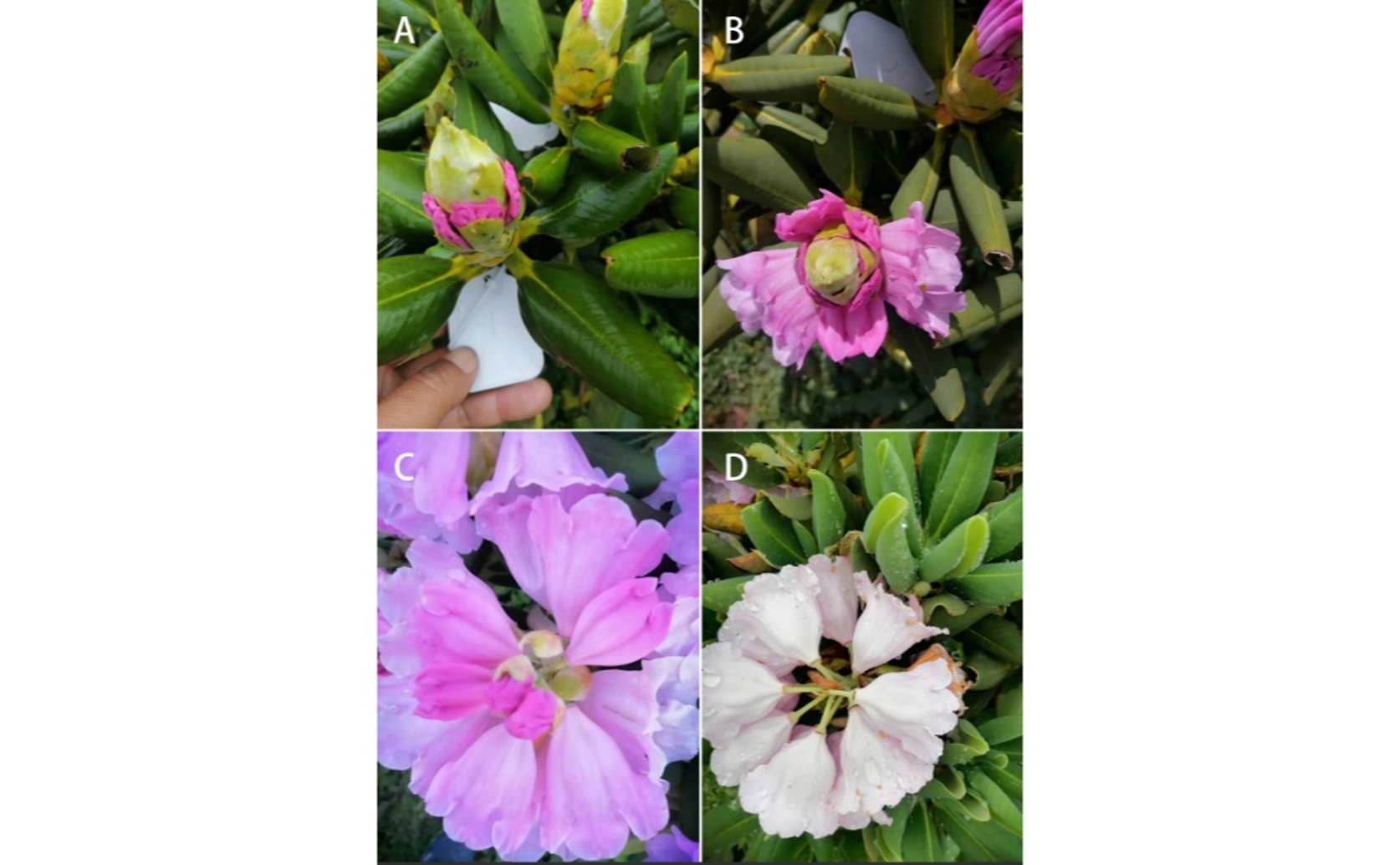 Flower Features and Reproduction of an Endangered Plant