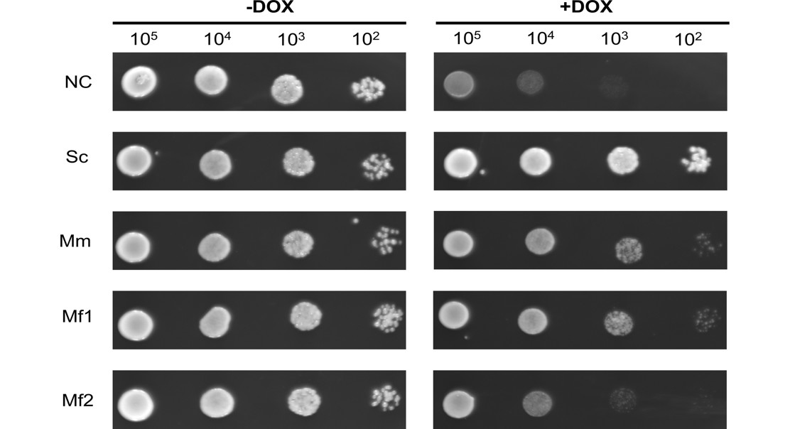 Antifungal Resistance in Fungus Linked to Unique Gene Variant