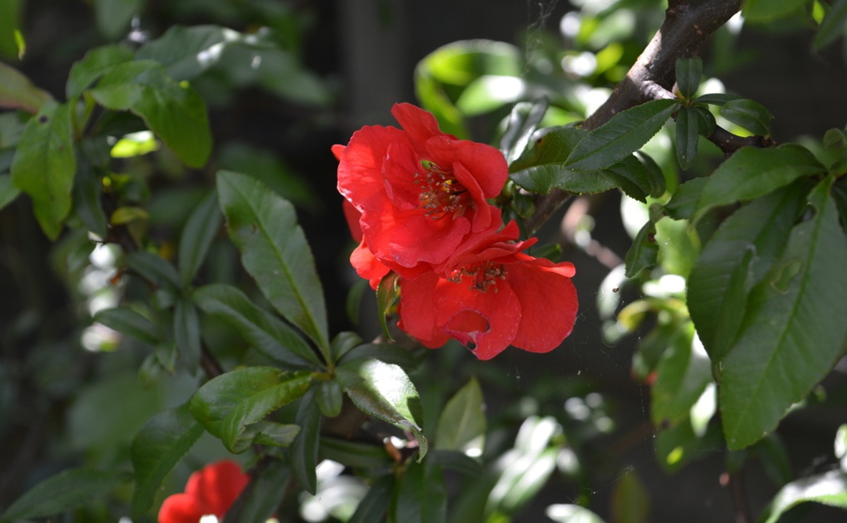 Extracting Flavonoids from Quince: Antioxidant and Anti-inflammatory Benefits
