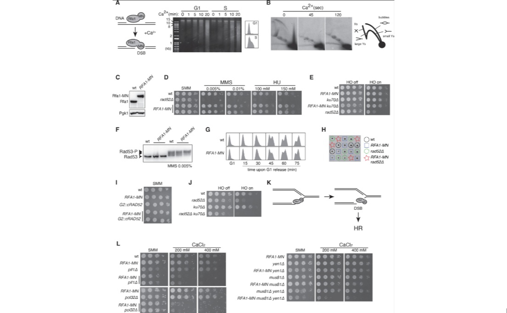 Uncovering New Ways Cells Fix Broken DNA Replication