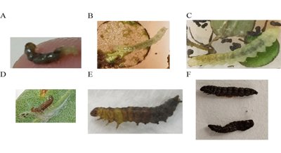 Natural Bacteria as a Weapon Against Olive Moth Pests