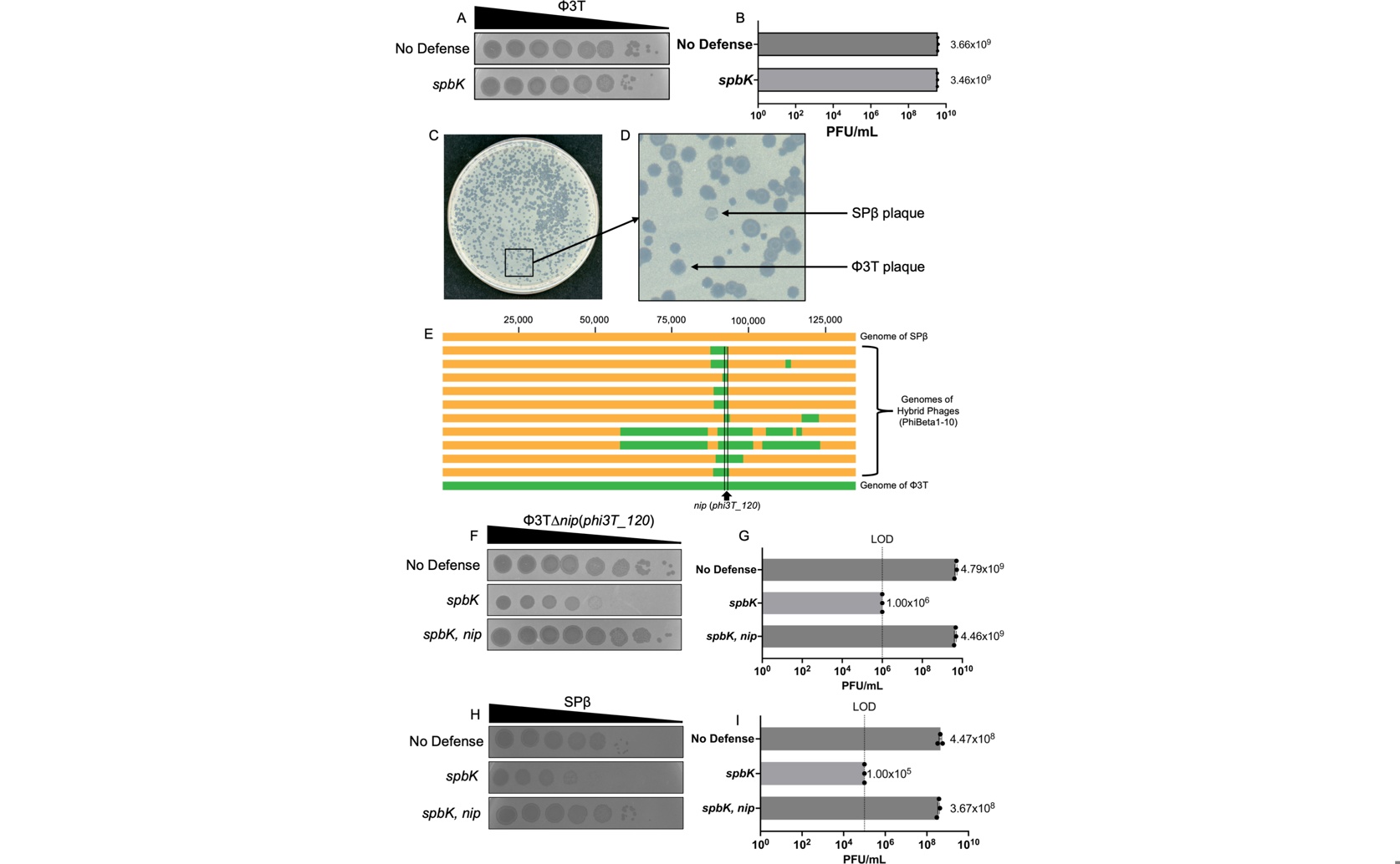 Virus Counterattack Blocks Cells’ Anti-Virus Defense