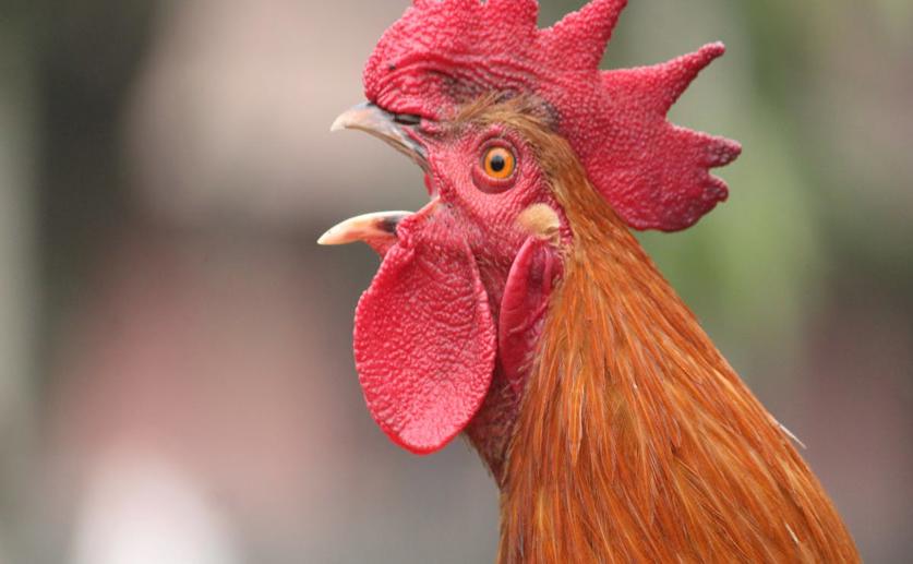 Choosing the Best Semen Traits and Right Age for Better Rooster Breeding
