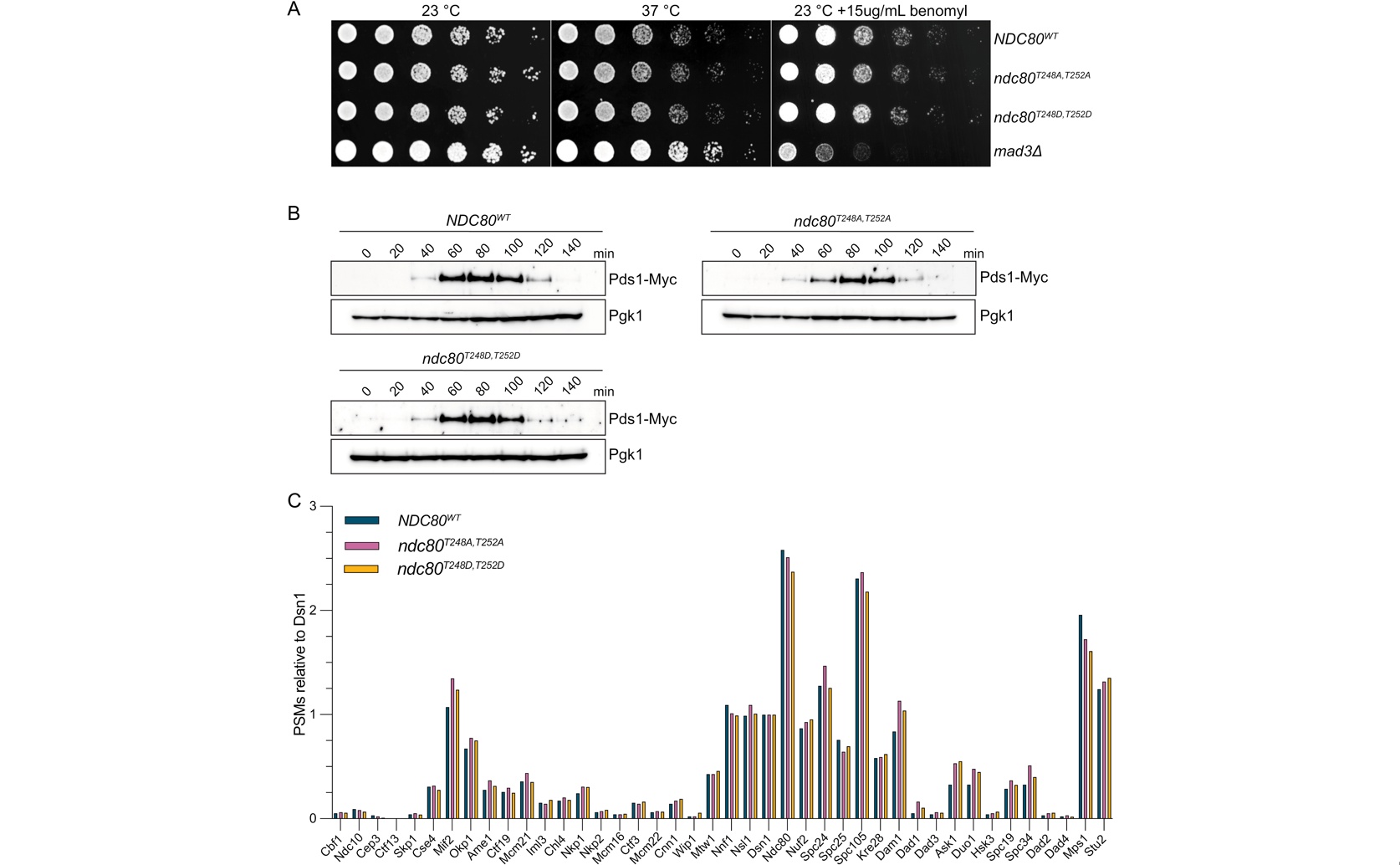 How Protein Interactions Keep Cell Division Working