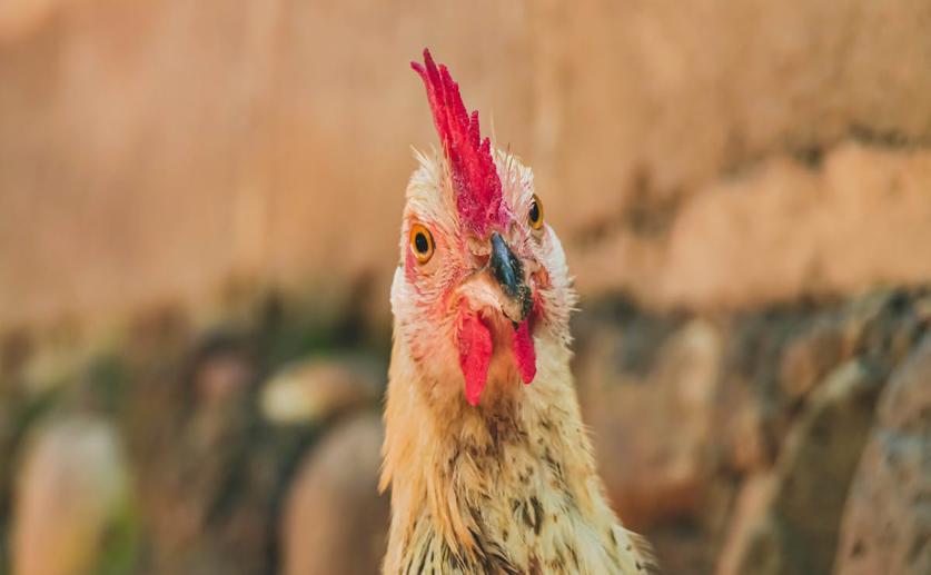Using Cold Stress to Assess Two Bird Flu Strains' Harm in Chickens