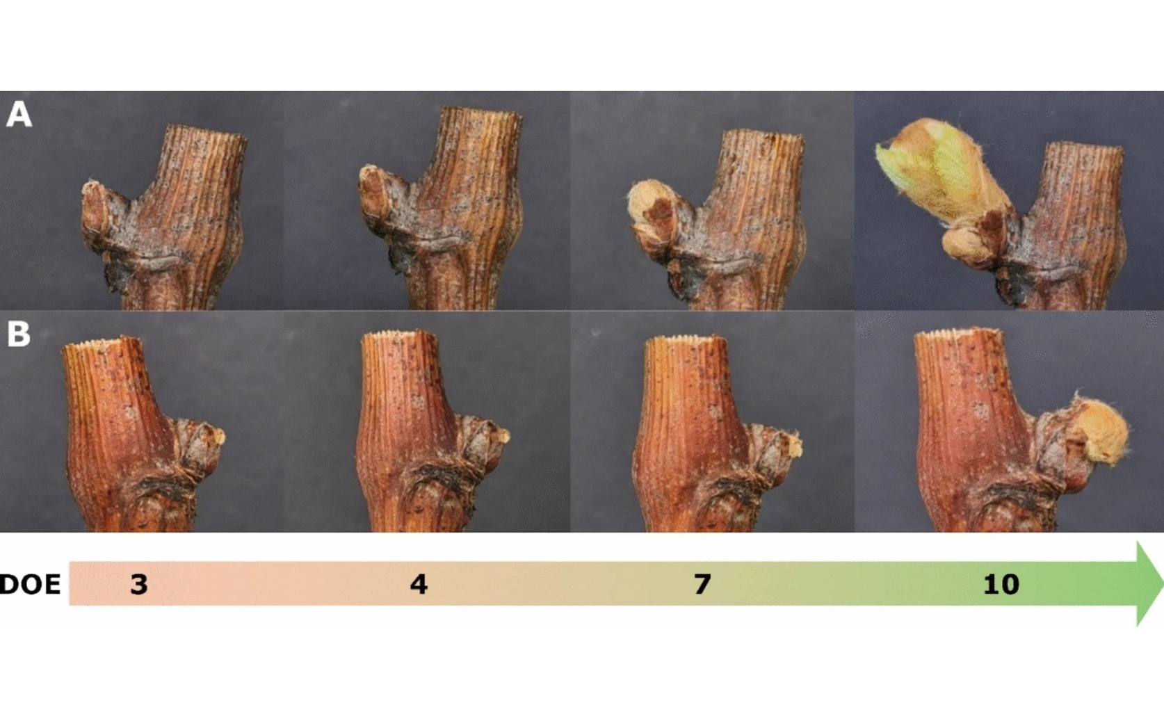 Understanding Early Bud Growth in Grapevines Through Gene Activity Comparisons