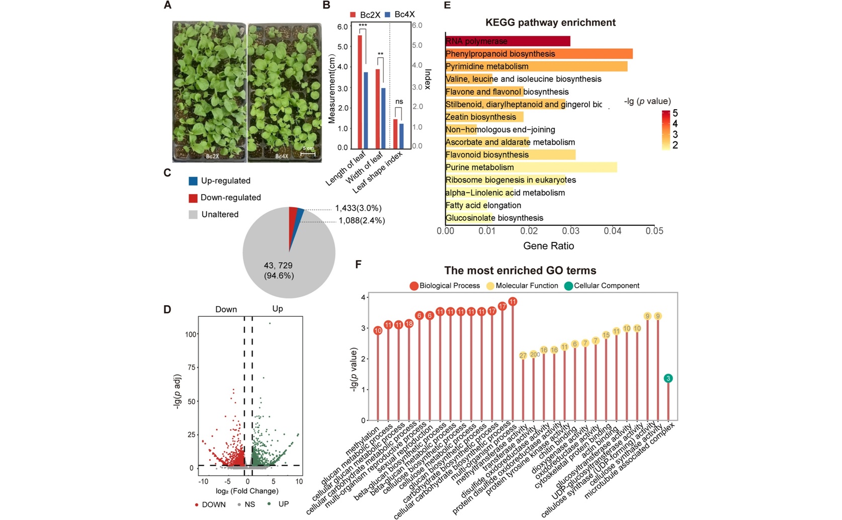 DNA Methylation Controls Gene Stability After DNA Doubling in Bok Choy