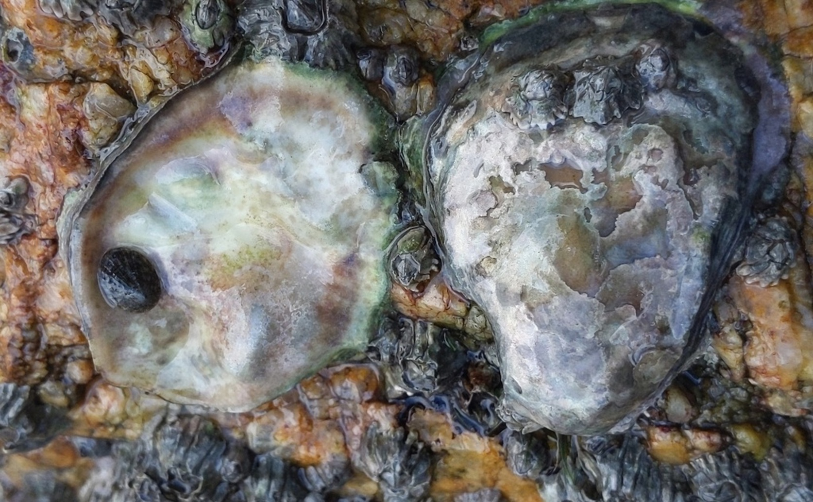 Using Oyster Shells to Connect Populations and Restore Habitats