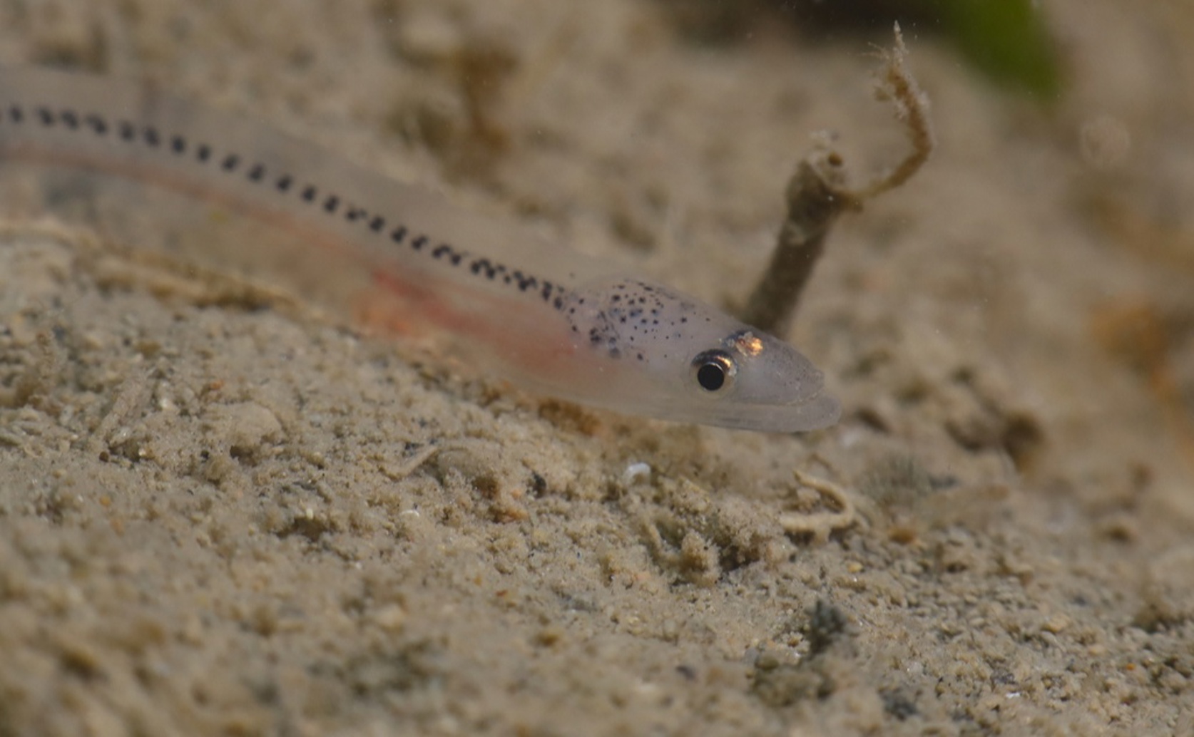 Comparing Sperm Hormones and Quality in Wild and Farmed European Eels