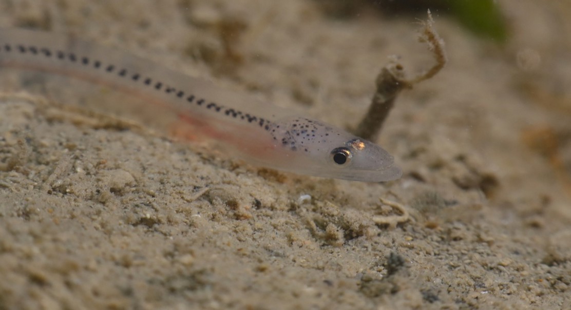 Comparing Sperm Hormones and Quality in Wild and Farmed European Eels