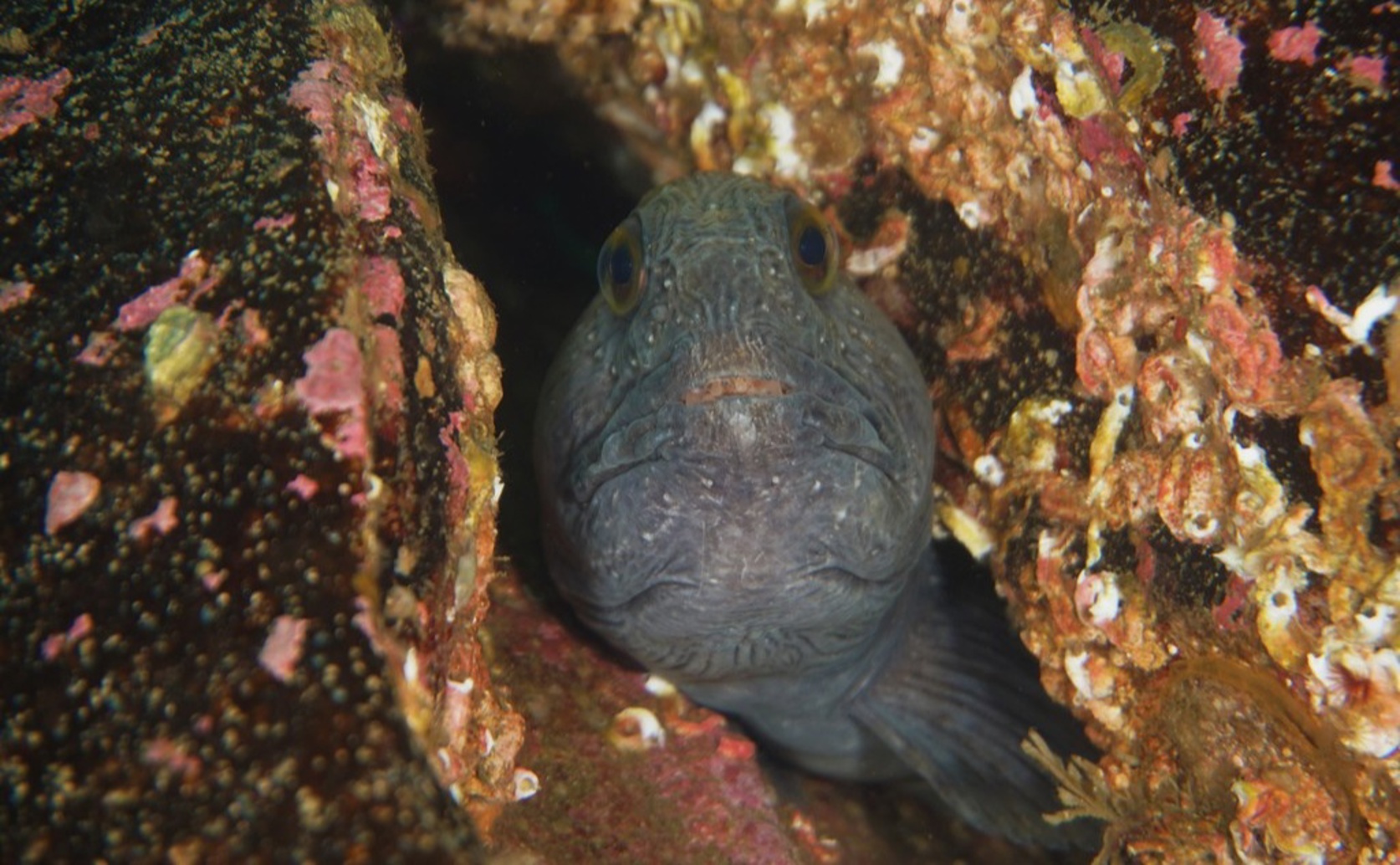 Better Mapping of Endangered Marine Species Using Local DNA and Net Captures