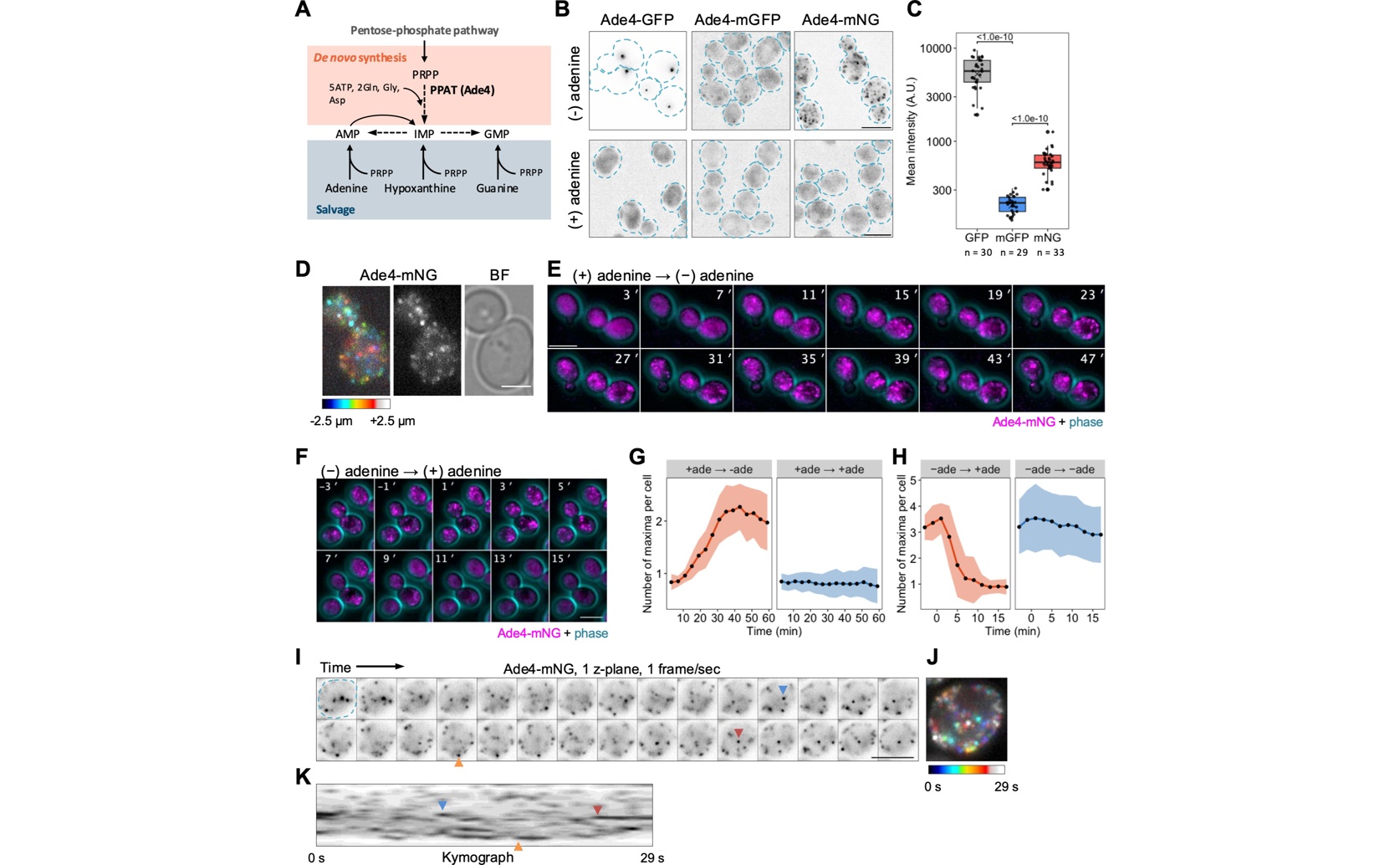 Protein Droplets Help Create New Purines in Cells