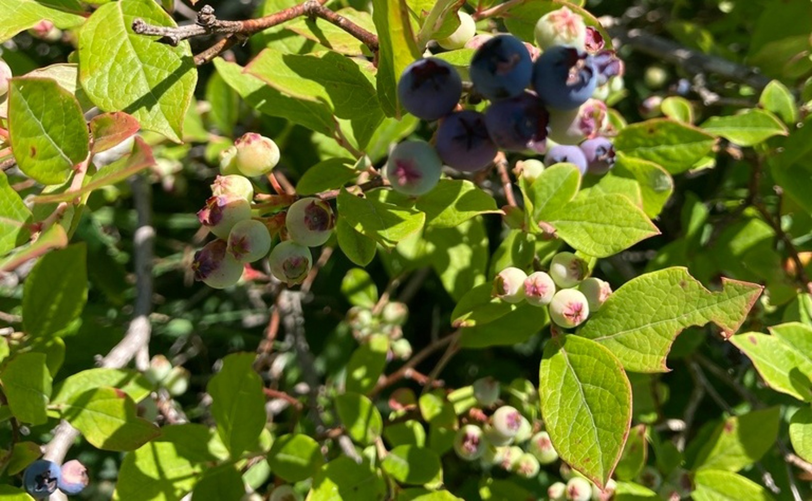 Many Farms Struggle with Pollination in Various Specialty Crops
