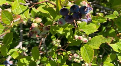 Many Farms Struggle with Pollination in Various Specialty Crops