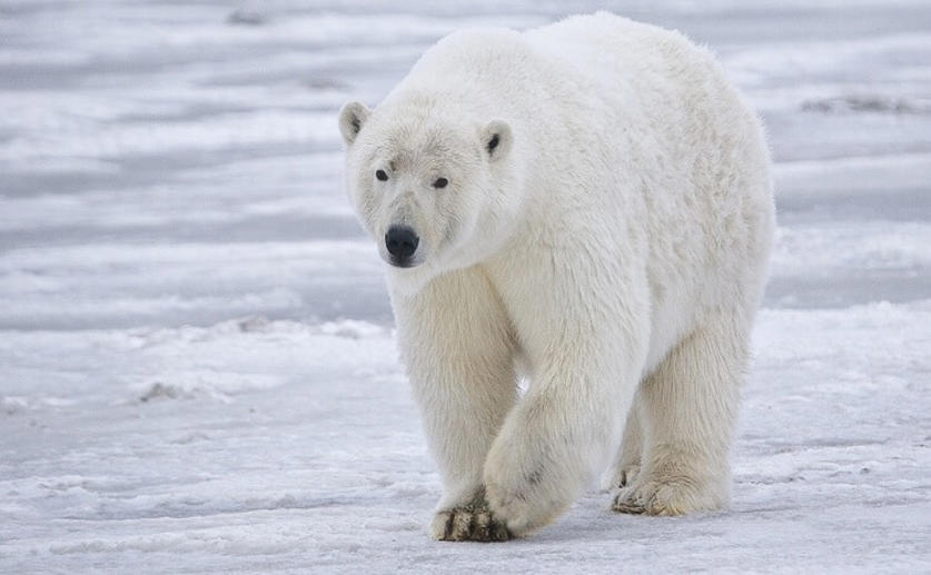 Arctic Polar Bears Are Being Poisoned by Chemical Pollutants