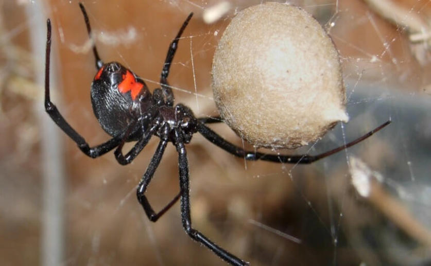 Bacteria-infecting Virus Contains Genes for Black Widow Venom