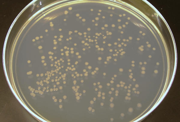 Bacteria with Antibiotic Resistance Mutations Reproduce Faster than Non-mutated Bacteria