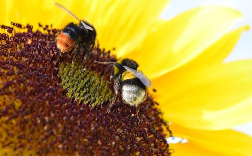 Bees Can Learn New Skills Through Cultural Transmission and Social Learning