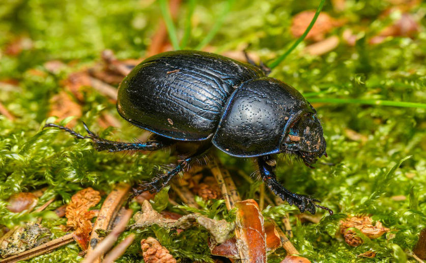 Bialowieza Forest Is Being Logged To Protect It From Beetles