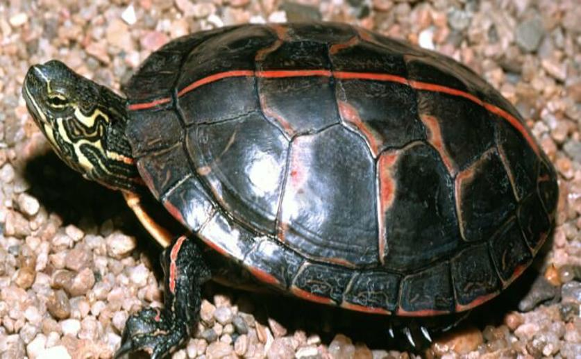 BPA and Estradiol Affect Brain Development in Painted Turtles