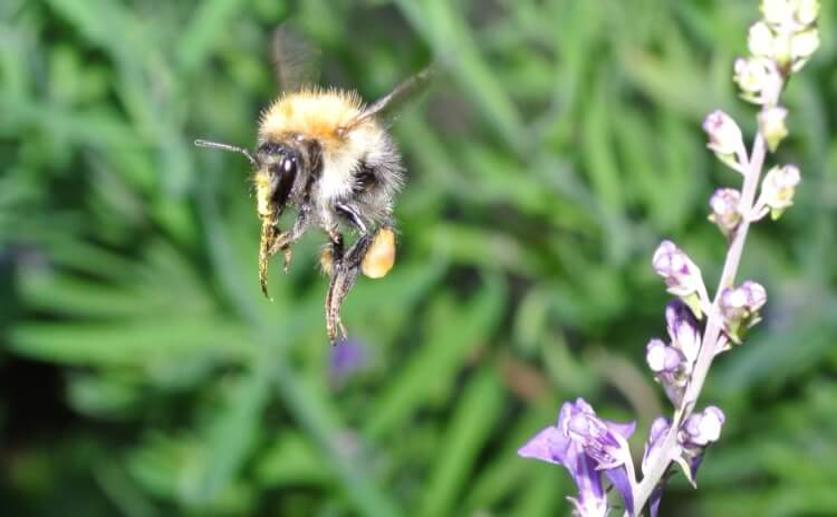 Bumblebees Exhibit Optimism When Given Sugar