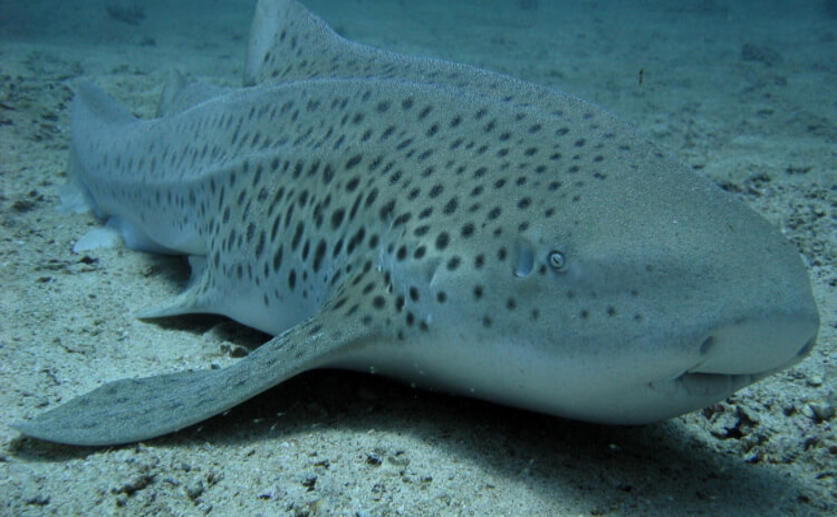 Captive Endangered Zebra Shark Switches from Sexual to Asexual Reproduction