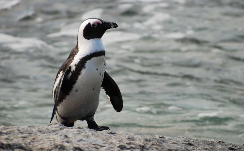 Climate Change and Overfishing Are Causing Endangered Penguins to Starve